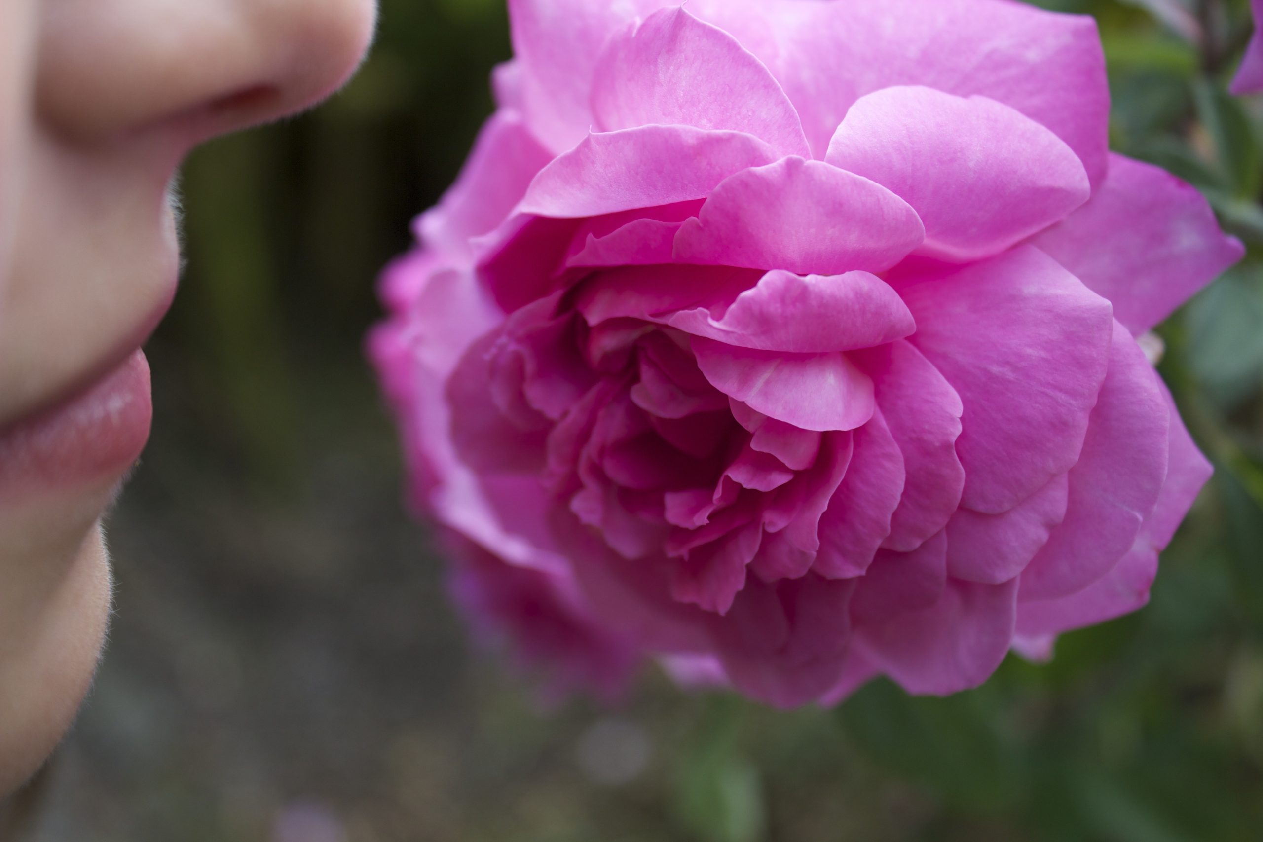 khfalk-rose-177955