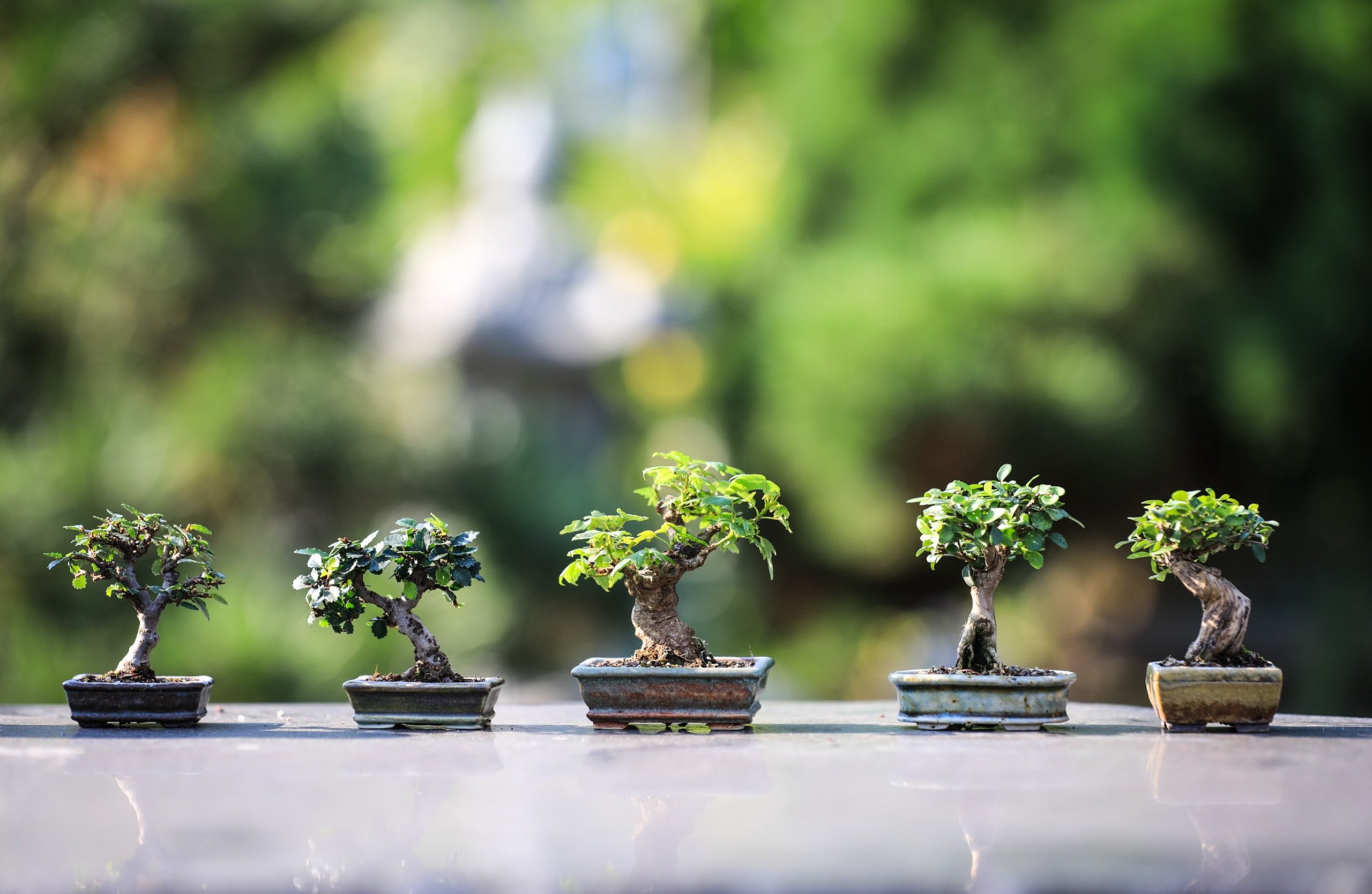 Aldi lanza la tijera telescópica con trinquete que todo jardinero quiere por solo 19,99 € Aldi lanza la tijera telescópica con trinquete que todo jardinero quiere por solo 19,99 €