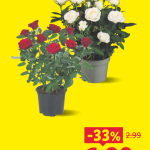 Lidl rebaja sus rosales un 33%: decora tu hogar o terraza por solo 1,99 €