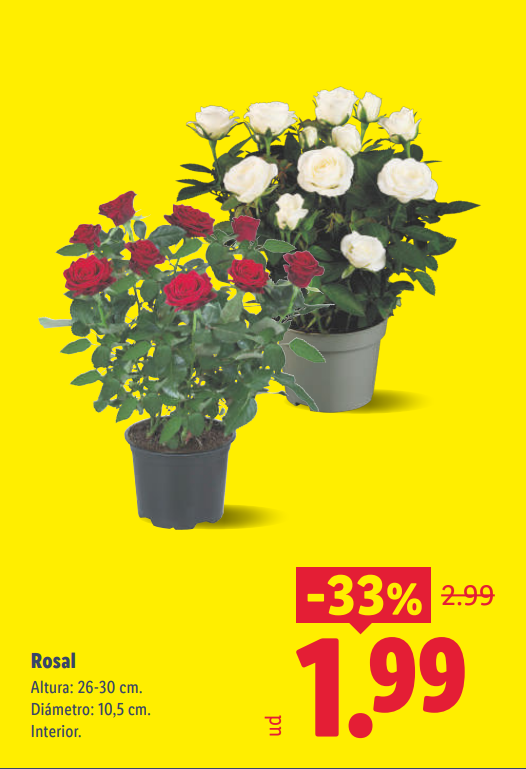 Lidl rebaja sus rosales un 33%: decora tu hogar o terraza por solo 1,99 € este fin de semana