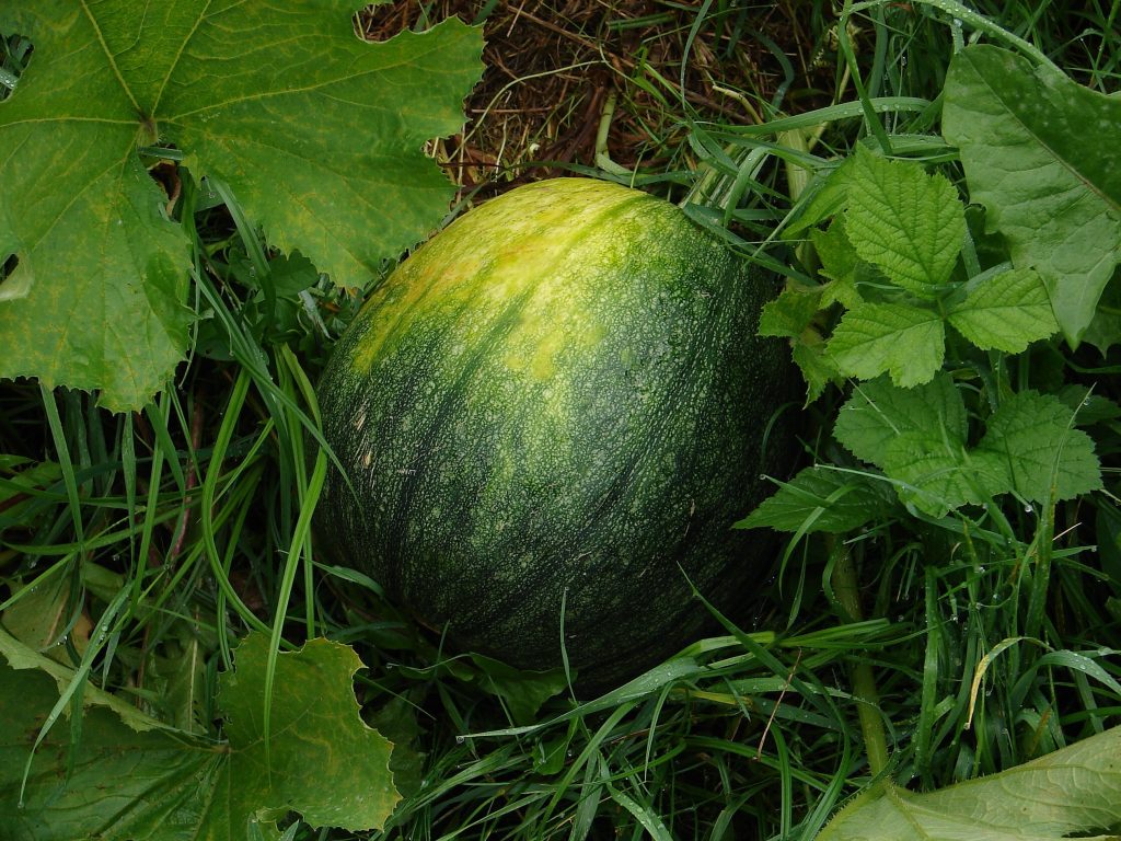 Lidl lanza un superprecio en melón piel de sapo