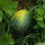 Lidl lanza un superprecio en melón piel de sapo
