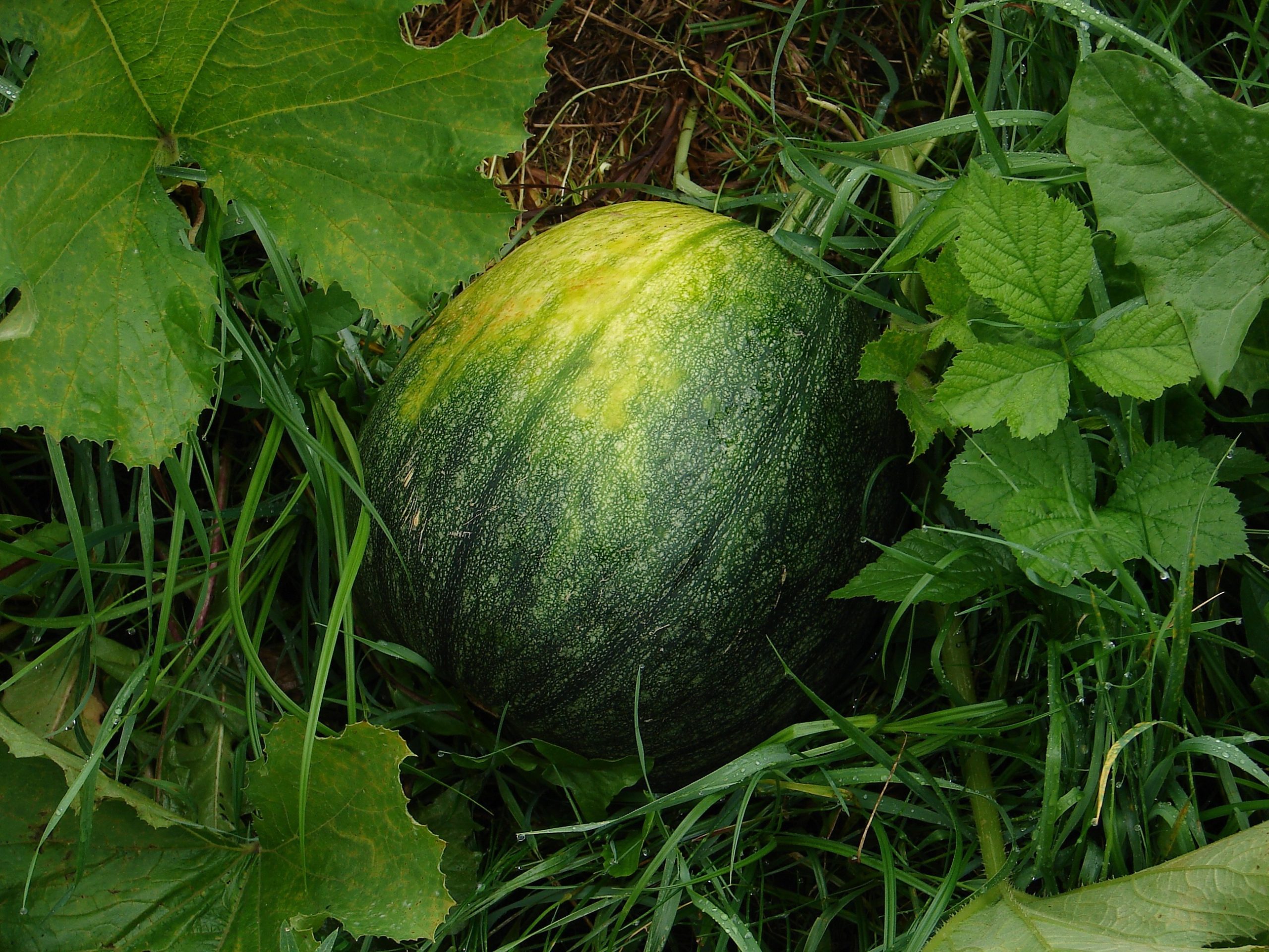Lidl lanza un superprecio en melón piel de sapo: desde el 3 de agosto podrás comprarlo por solo 0,69 €/kg